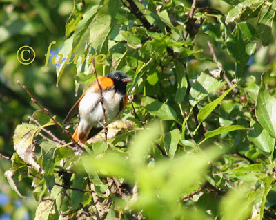 Male American Redstart in migration Currituck