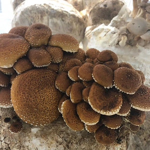 Chestnut mushroom substrate | Mushroom Lab | Biobritte mushroom center