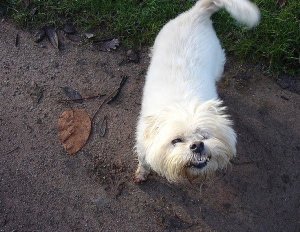 26 pictures of awkward dog smiles