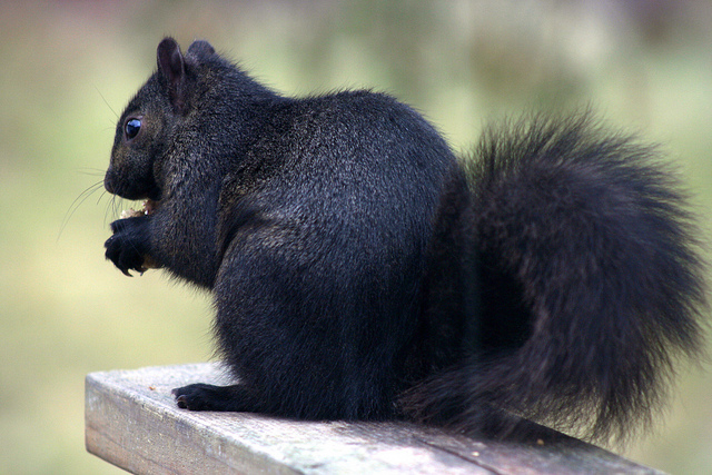 Meet the Black Squirrel  The Ark In Space