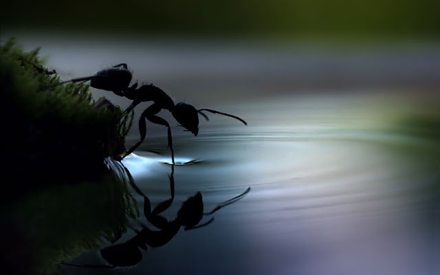 Macro photographs of snails and insects by Vadim trunov, macro photographs, ant drinking