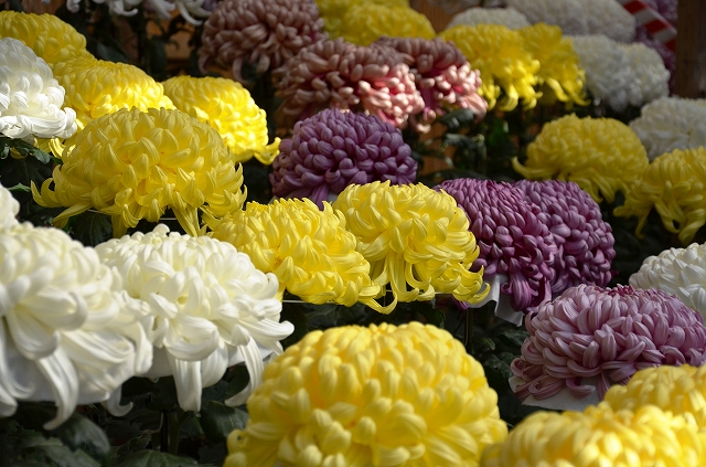 花語 每月的誕生花 十一月誕生花 菊花chrysanthemum 二