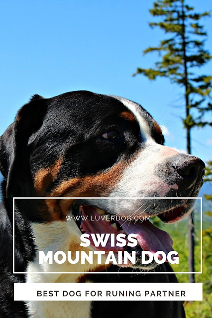 Swiss Mountain Dog