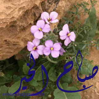 صور صباح الخير