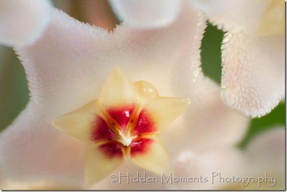 Hoya blossom 4