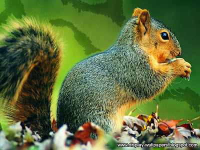Squirrels Latest Desktop Wallpapers