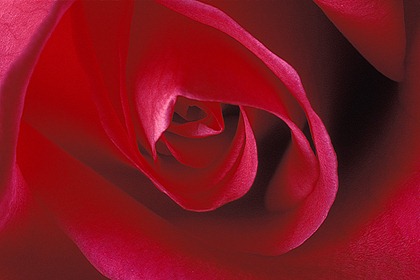 red rose closeup