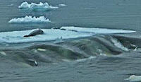 Orca Attack Seal with Waves