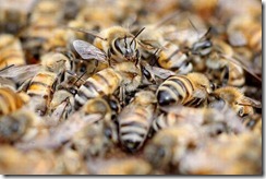 insect attack (4)