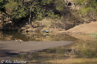 A peacock at Gir National Park