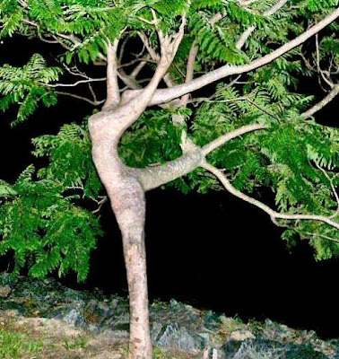 Dancing tree