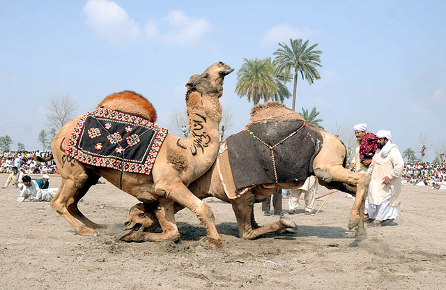 animalia,mammalia,chordata,camea,gif animated camel,camel riding,camel fight,funny camel