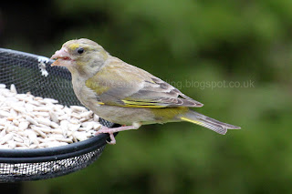 Female Greenfinch