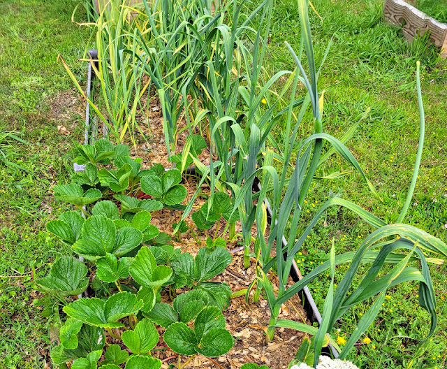 Garlic and strawberries growing in a raised garden bed.