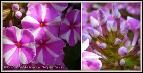 candy striped Phlox flowers