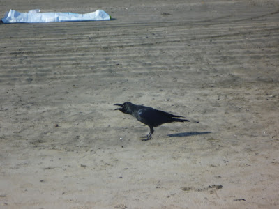 crow at Kamakura