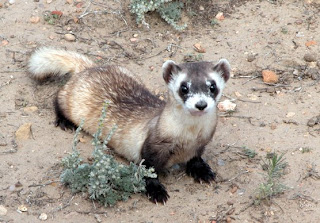 Black-footed Ferret (Mustela nigripes)