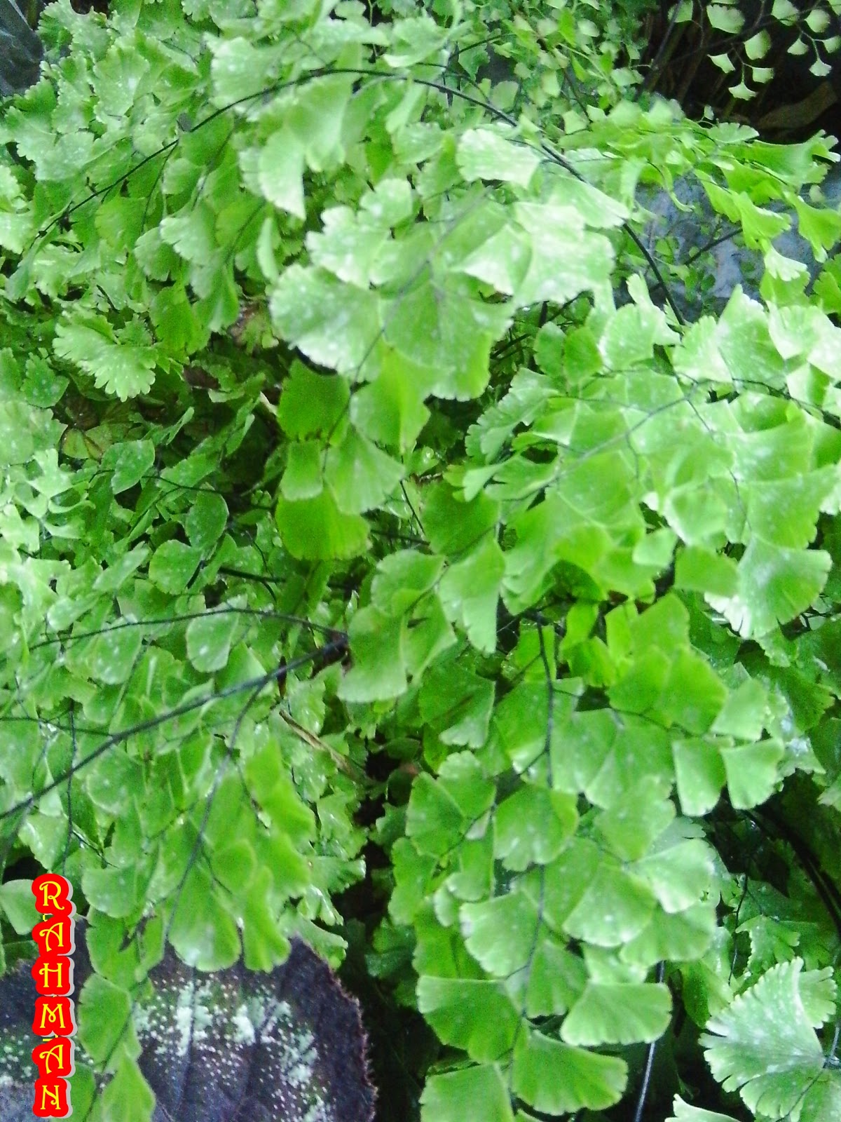 Jual Tanaman Hias Suplir Jual Tanaman Hias Suplir