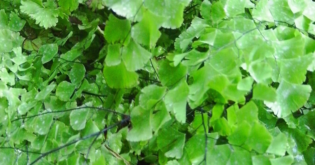 Jual Tanaman Hias Suplir Jual Tanaman Hias Suplir