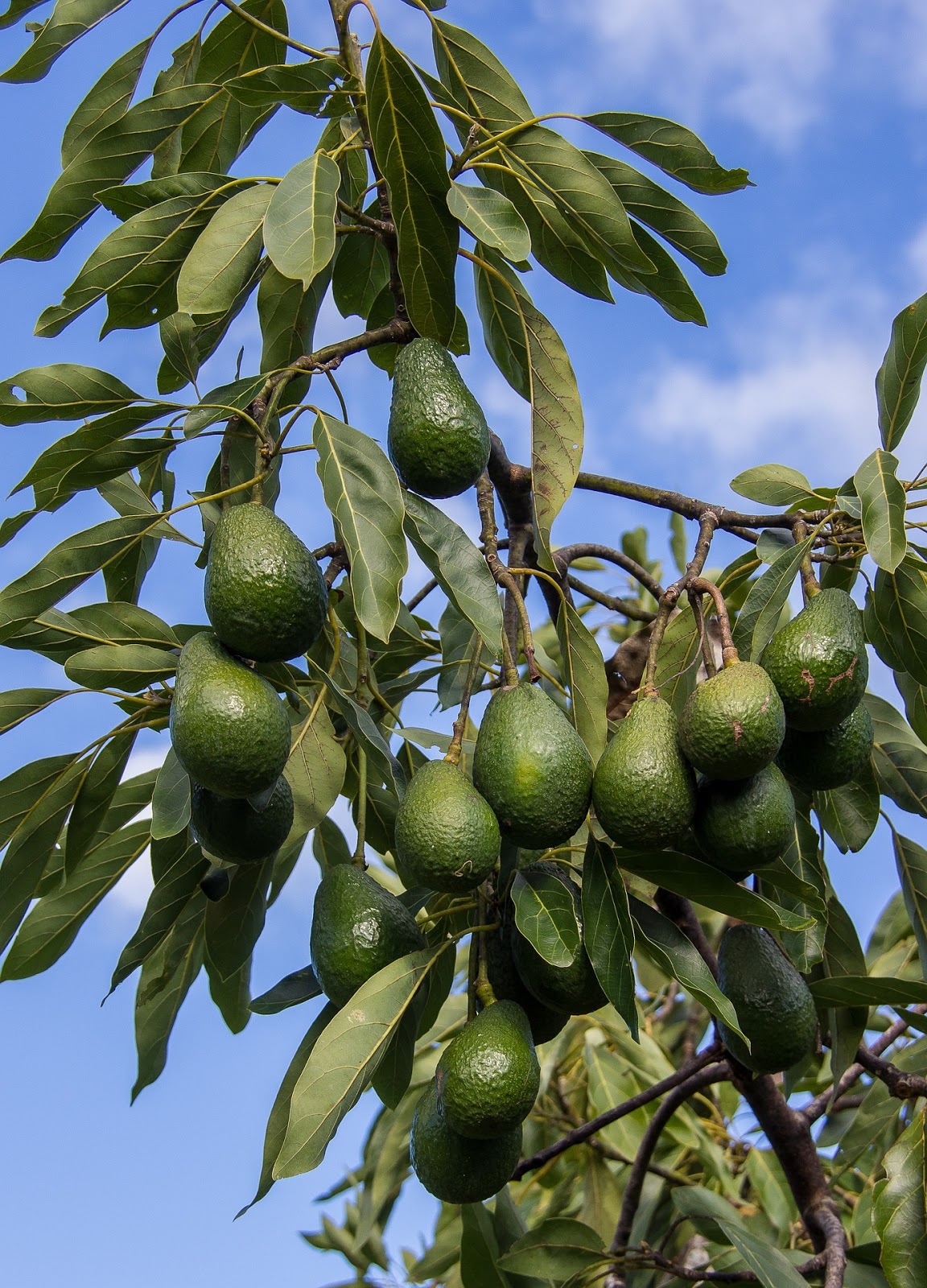  Cara Budidaya Buah Alpukat Yang Tidak Banyak Orang Tahu 