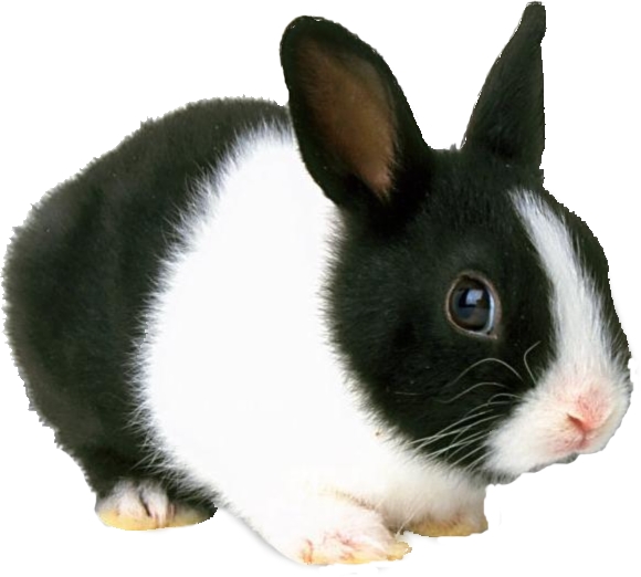 rabbit,bunny,animalia,chordata,vertebrata,,mammalia,lagomorpha,pet animal