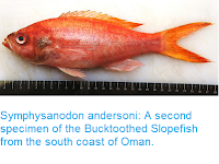 http://sciencythoughts.blogspot.co.uk/2015/10/symphysanodon-andersoni-second-specimen.html