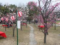 梅小路公園は「梅まつり」が10日まで開催されている。 