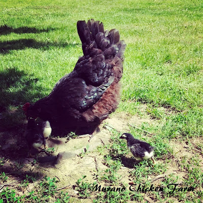 Hen raising rooster chicks