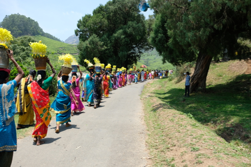 festival moisson wayanad