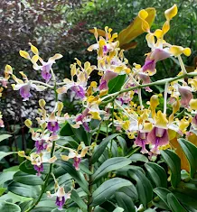 Dendrobium Barack and Michelle Obama