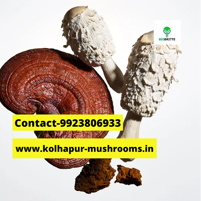 Reishi Mushroom: Precautions before use!