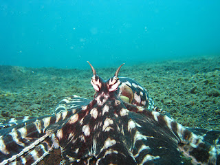 Mimic Octopus