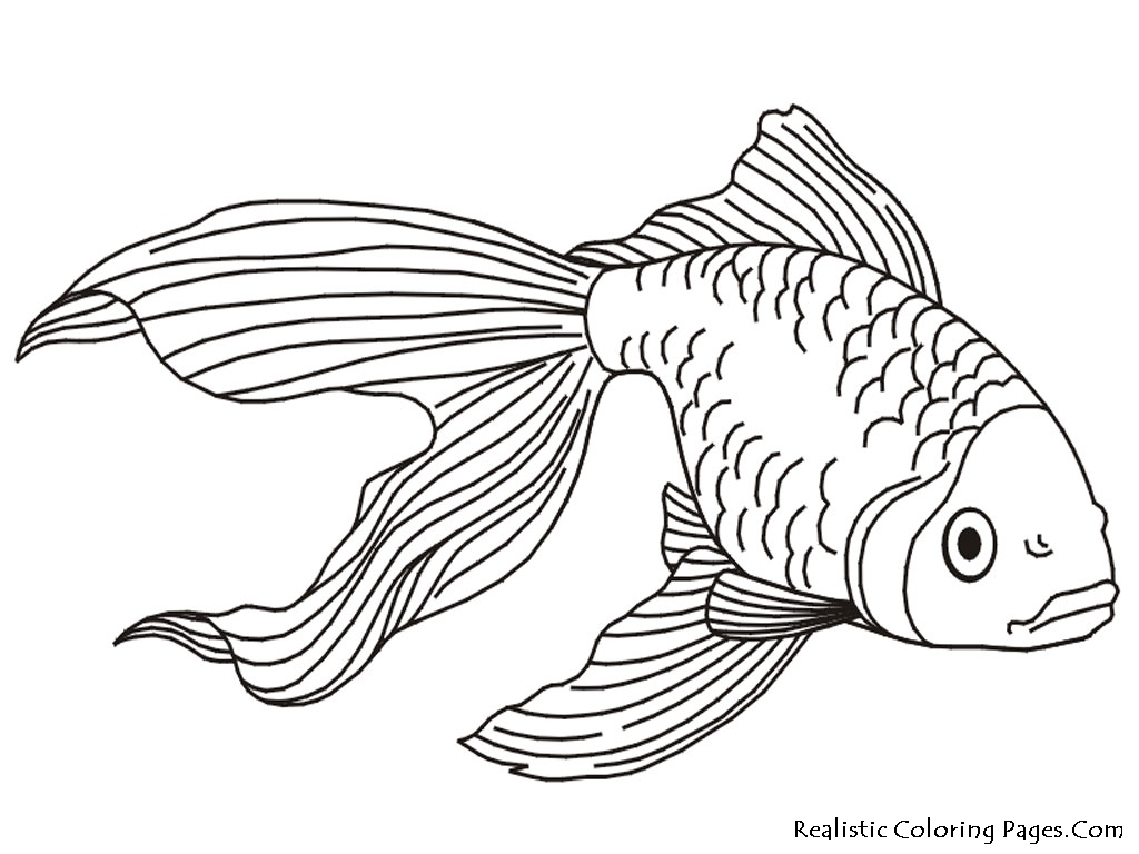 Goldfish Coloring Pages  Realistic Coloring Pages