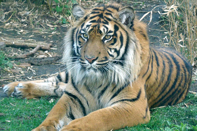 Foto Harimau Putih Sumatera Doni Gambar