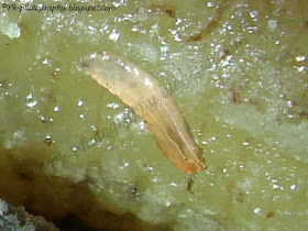 Drosophila Melanogaster Larva