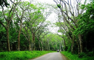 Some photo about Cuc Phuong national park