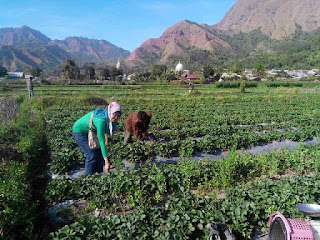 wisata petik buah