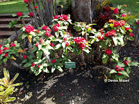 Crown of thorns, Foster Botanical Garden - Honolulu, HI
