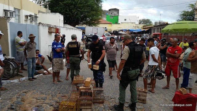 Cerca de 120 pássaros que seriam vendidos ilegalmente em Santa Cruz são apreendidos