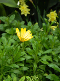 Yellow South African Daisy at the 2018 Allan Gardens Conservatory Spring Flower Show by garden muses-not another Toronto gardening blog