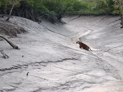 সুন্দরবনে দু'বার বাঘের দর্শন, খুশী পর্যটকেরা