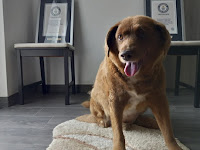 World’s oldest dog ever dies in Portugal.