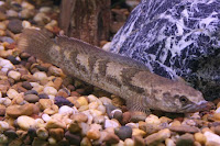 Snakehead