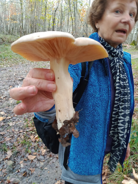 Trichonoma saponaceum, Indre et Loire, France. Photo by Loire Valley Time Travel.