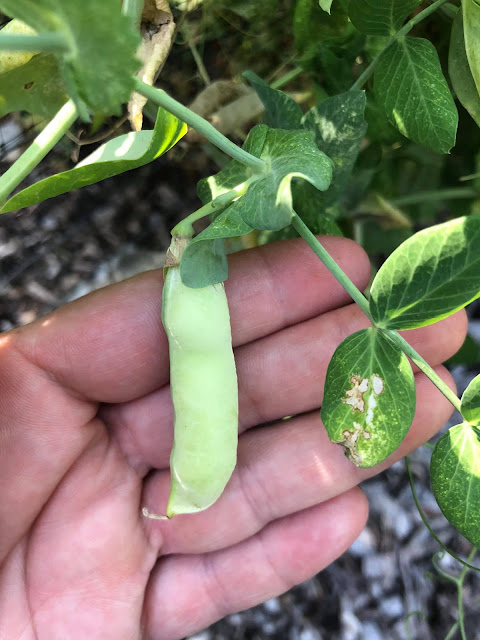 Harvesting Peas