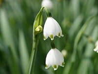 Leucojum aestivum