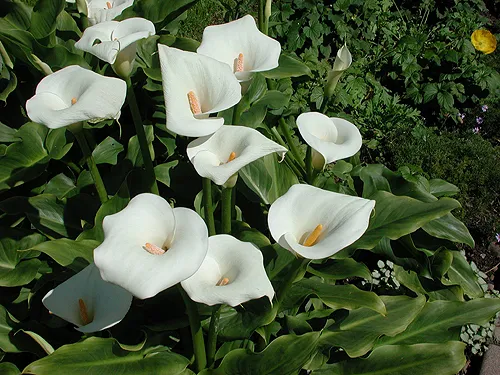 Dicas e cuidados sobre a Copo-de-leite ou Zantedeschia aethiopica