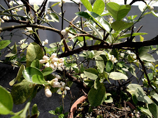 Lemon Flowers