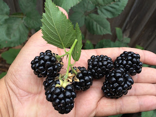 Blackberry Fruit