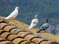 como eliminar palomas de mi techo